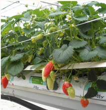 Jiffy Grow Bags