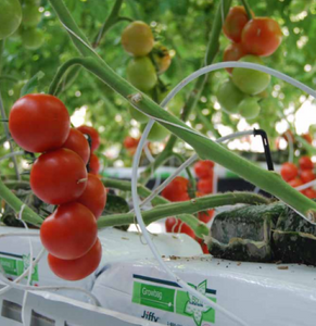 Jiffy Grow Bags