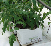 Jiffy Grow Bags