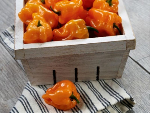 Chaak* Pepper Seeds