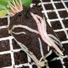 Jiffy Peat Preforma Box Plugs