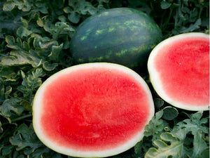 El Capitan* Watermelon Seeds (Prices From)