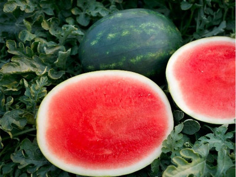 El Capitan* Watermelon Seeds (Prices From)