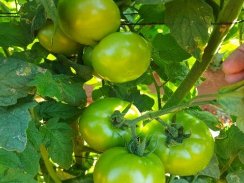 Emma* Tomato Seeds (Prices From)
