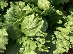 Havasu Iceberg Lettuce (Price From)