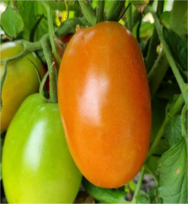 Kwando Tomato Seeds (Prices From)