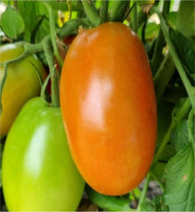 Kwando Tomato Seeds (Prices From)