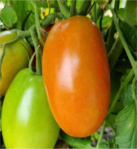 Kwando Tomato Seeds (Prices From)