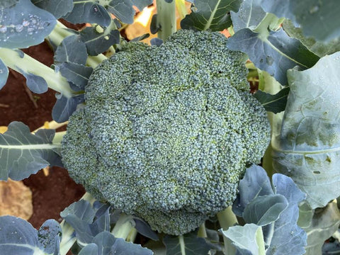 Naxos Broccoli Seeds (Prices From)