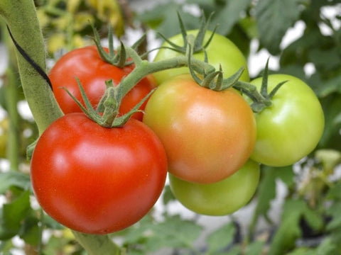 Parisa Tomato Seeds (Prices From)