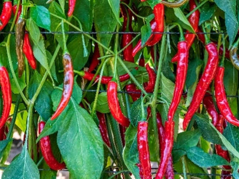 Savuti Pepper Seeds