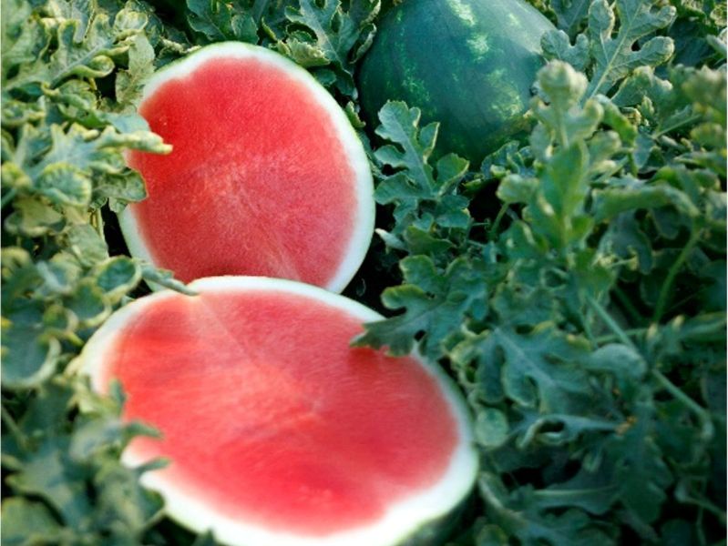 Sierra Nevada Watermelon Seeds (Prices From)