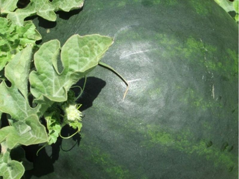 Thunder Watermelon Seeds (Prices From)