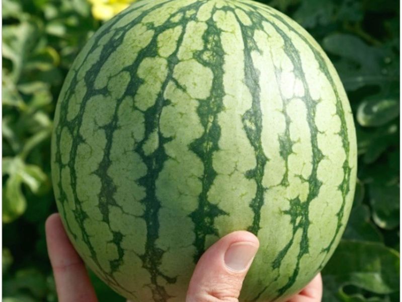 Wild Card Plus* Watermelon Seeds (Prices From)