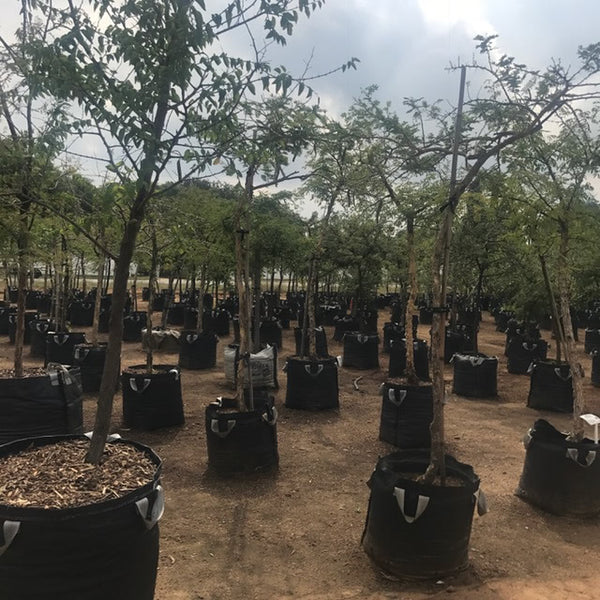 Polywoven Tree Bags (Prices from)