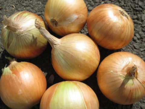 Ayoba Intermediate Onion Seeds (Prices From)