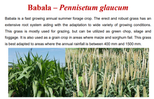 Babala Seeds/ Pearl Millet 25kg