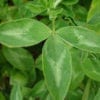 Arrowleaf Clover Seeds 1kg