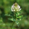 Arrowleaf Clover Seeds 1kg