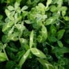 Arrowleaf Clover Seeds 1kg
