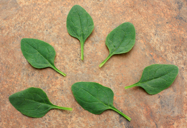 Riverside Spinach Seeds (Prices From)