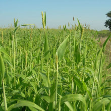 Babala Seeds/ Pearl Millet 25kg