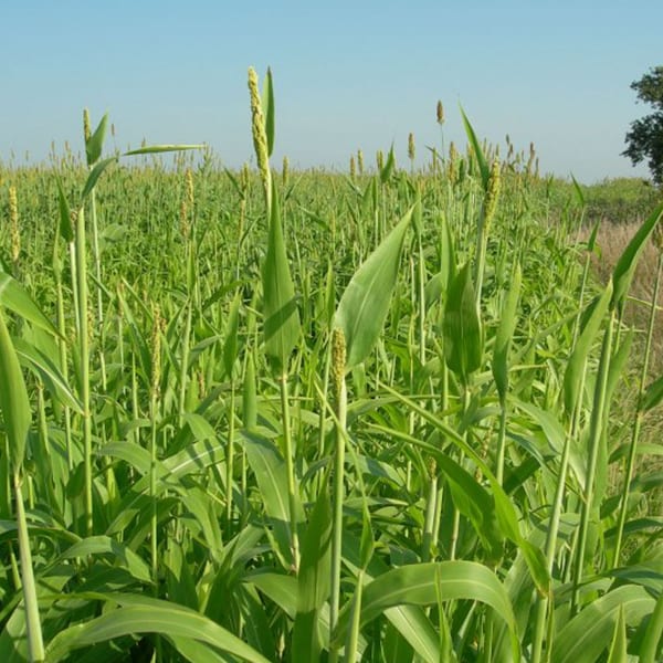 Babala Seeds/ Pearl Millet 25kg