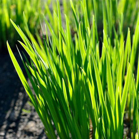 Paspalum Notatum/Bahia Grass (Coated) 20kg