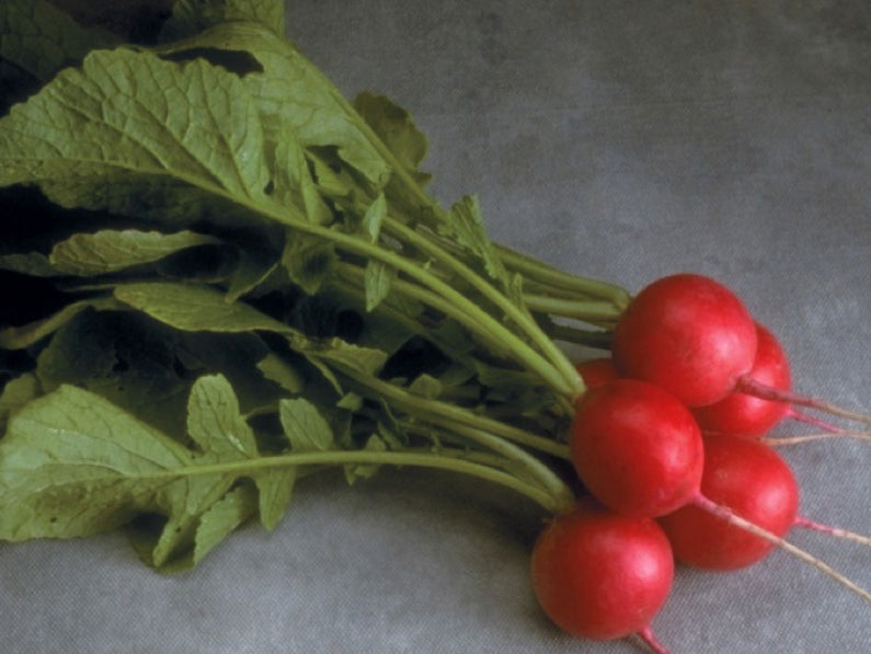Cherriette Round Red Radish Seeds 1Kg