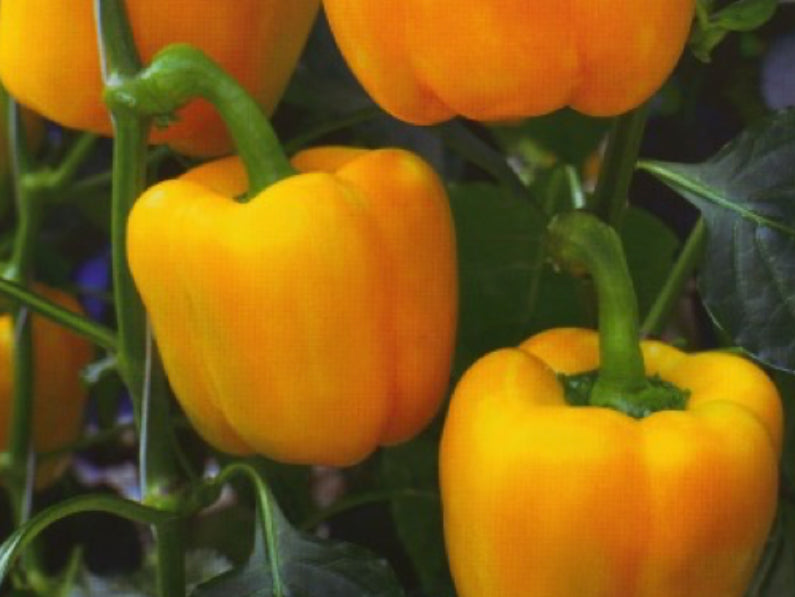 Citrine Sweet Blocky Yellow Pepper Seeds (Prices From)