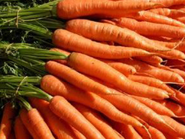 Chantenay Karoo Carrot Seeds (Prices From)