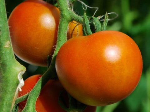 Commander Determinate - Salad Tomato Seeds (Prices From)