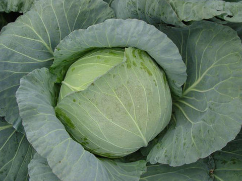 Optima Cabbage Optima White Round - Medium Cabbage Seeds (Prices From) – For the Farmer