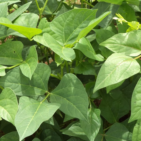 Cowpeas -  Betchuanaland White  25kg