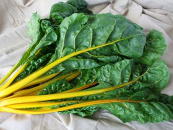 Eldorado Yellow Stem Swiss Chard Seeds 1Kg