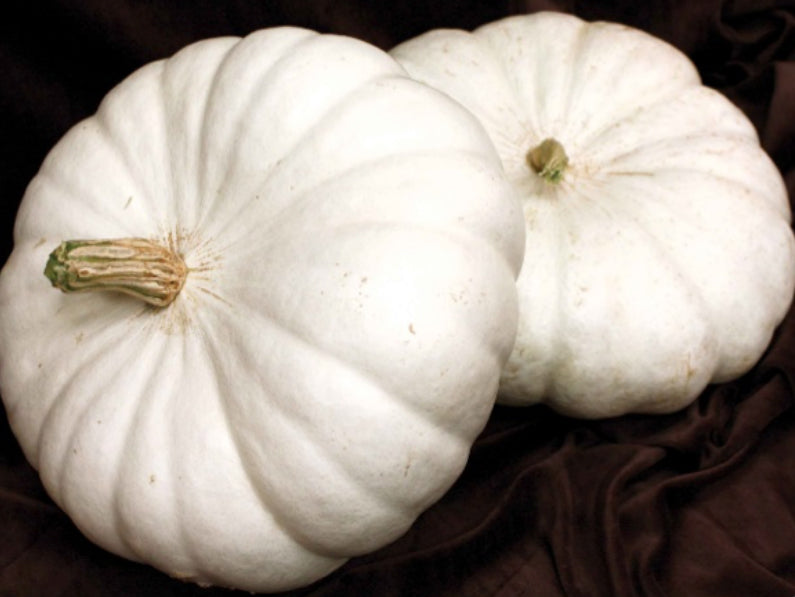 Flat White Boer Ford Pumpkin Seeds (Prices From)