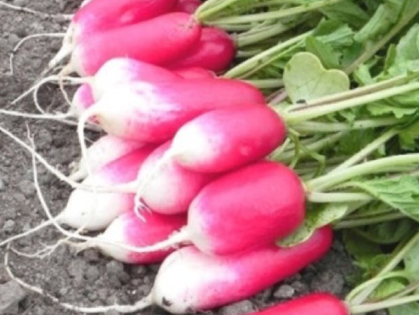 French Breakfast Elongated Radish Seeds 1Kg