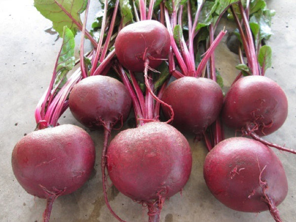 Falcon F1 Round Red Beet Seeds (Prices From)
