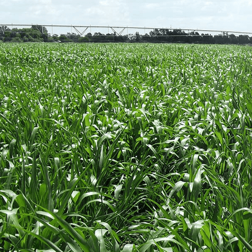 Sweet Betty Forage Sorghum 25kg