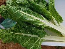 Fordhook Giant White Stem Swiss Chard Seeds (Prices From)