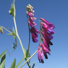 Grazing Vetch Seeds - Forage 25kg