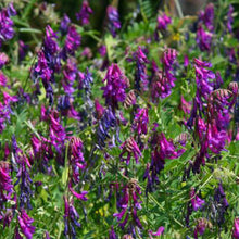 Grazing Vetch Seeds - Forage 25kg