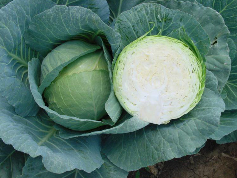 Green Boy White Round - Medium Cabbage Seeds