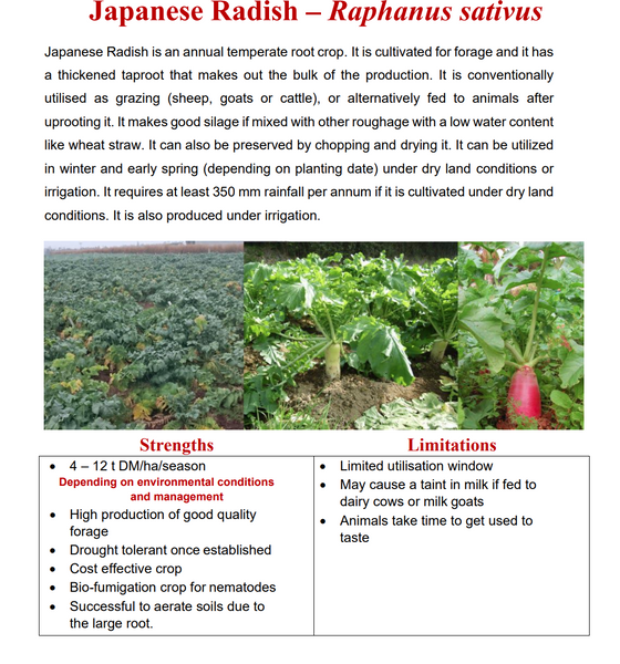 Jap Radish Seeds - Nooitgedacht 1kg