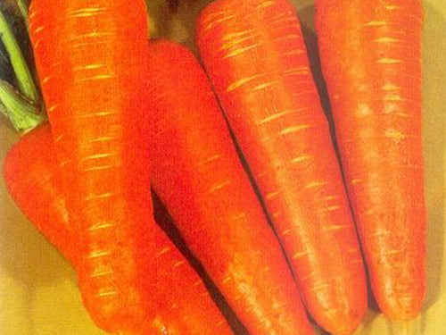 Kuroda (SAF) Carrot (Prices from)