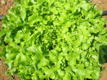 Lavinia Green Oak Lettuce Seeds (7 500 Seeds)