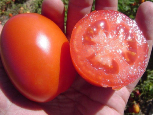 Mion Determinate - Saladette Tomato Seeds (Prices From)