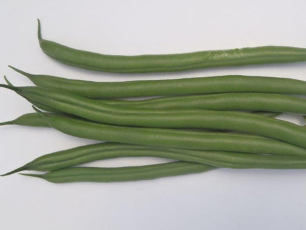 Moraleda* Runner Beans (5000 seeds)