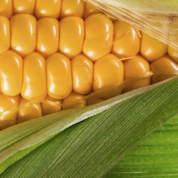 Yellow Maize Seeds (Prices from) – For the Farmer