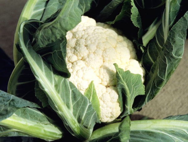 Merton Medium Early Cauliflower Seeds (Prices From)